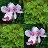 831576-geranium-citroen