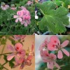 831578-geranium-caroteen-sweet-mimosa