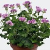 831579-geranium-gember-torento