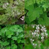 831581-geranium-pepermunt