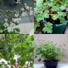 831582-geranium-pijnboom-muskaat
