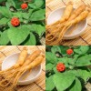 831590-ginseng-chinese-koreaanse