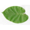 831620-heilige-bladpeper