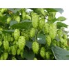 831643-hop-scheuten-cascade