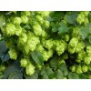 831648-hop-scheuten-saphir