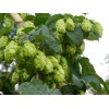 831653-hop-scheuten-northern-brewer