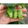 831654-hop-scheuten-magnum