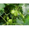 831657-hop-scheuten-perle