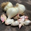 306091-knoflook-cledor