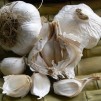306110-knoflook-messidor