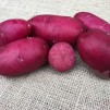407650-aardappels-lily-rose