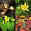 409400-wilde-aardappel