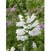 600200-physostegia-virginiana-sneeuwkroon