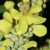 605730-verbascum-lychnitis