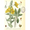 605805-verbascum-phlomoides