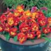 607520-viola-wittrockiana-hybriden-amber-kiss-f1
