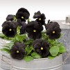 607560-viola-wittrockiana-hybriden-black-star-black-crystals