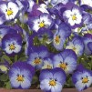 607805-viola-williamsii-floral-power-stone-washed-denim-f1