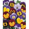 608050-viola-wittrockiana-hybriden-joker-mix-f2