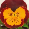 608060-viola-wittrockiana-hybriden-joker-rot-gold-f2