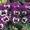 608200-viola-wittrockiana-hybriden-mr-cool-f1-inspire-plus-violet-face-f1