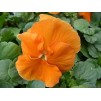 608300-viola-wittrockiana-hybriden-oranjezon