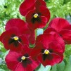 608400-viola-wittrockiana-hybriden-raspberry-rose-luzern