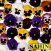609100-viola-wittrockiana-hybriden-swiss-giants-mixed