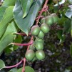 822550-mini-kiwi-zelfbestuivend-issai