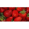 830683-middentijdse-aardbei-reine-tihange-merveilleuse-tihange
