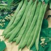 041500-pronkbonen-stok-emergo-stringless-mergoles