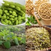 044055-sojaboon-giallo-sano