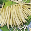 045127-droogbonen-stam-cannellino-lingot-gia-cannellone-bianco-di-lingot
