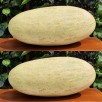 202606-cantaloupmeloen-tarpeta-torpedo