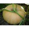 213800-pompoenen-gele-centenaar-jaune-gros-paris-mammouth-gele-reus