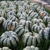 213930-pompoenen-heart-gold-f1-harlequin-f1