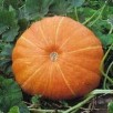 213960-pompoenen-hundredweight