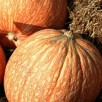 215010-pompoenen-one-too-many