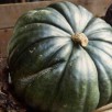 215070-pompoenen-peruaanse