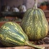 215100-pompoenen-phoenix-f1