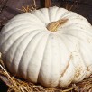 215110-pompoenen-plat-wit-boer-blanche-platt-white-boer