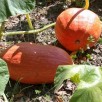 215137-pompoenen-potiron-alencon
