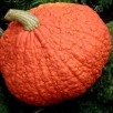 215160-pompoenen-red-warty-thing