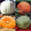 215234-pompoenen-show-winner