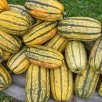 215300-pompoenen-stripetti-f1-sugaretti-f1