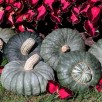 215349-pompoenen-sugar-cup-f1