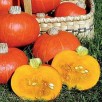 215360-pompoenen-sunshine-f1
