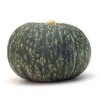 215510-pompoenen-sweet-mama-f1-cha-cha-f1