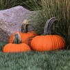 215900-pompoenen-thumpkin