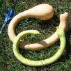 216120-pompoenen-trombolino-albenga-tromboncino-albenga